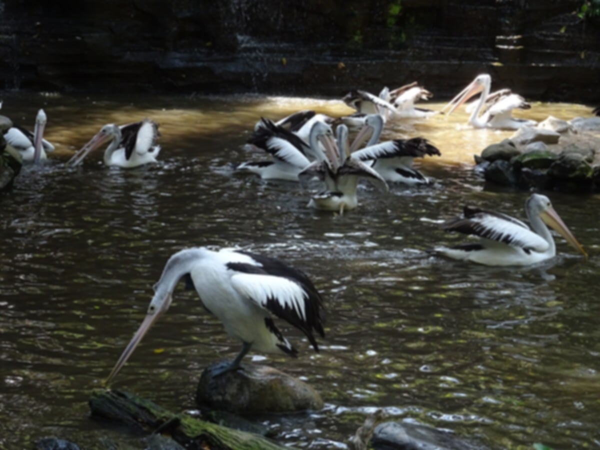 Bali Bird Park Guide 2026: Tickets, Shows & Travel Tips