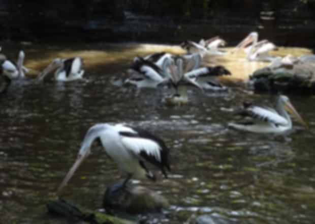 Bali Bird Park Guide: Ticket Prices, Timings & What to Expect