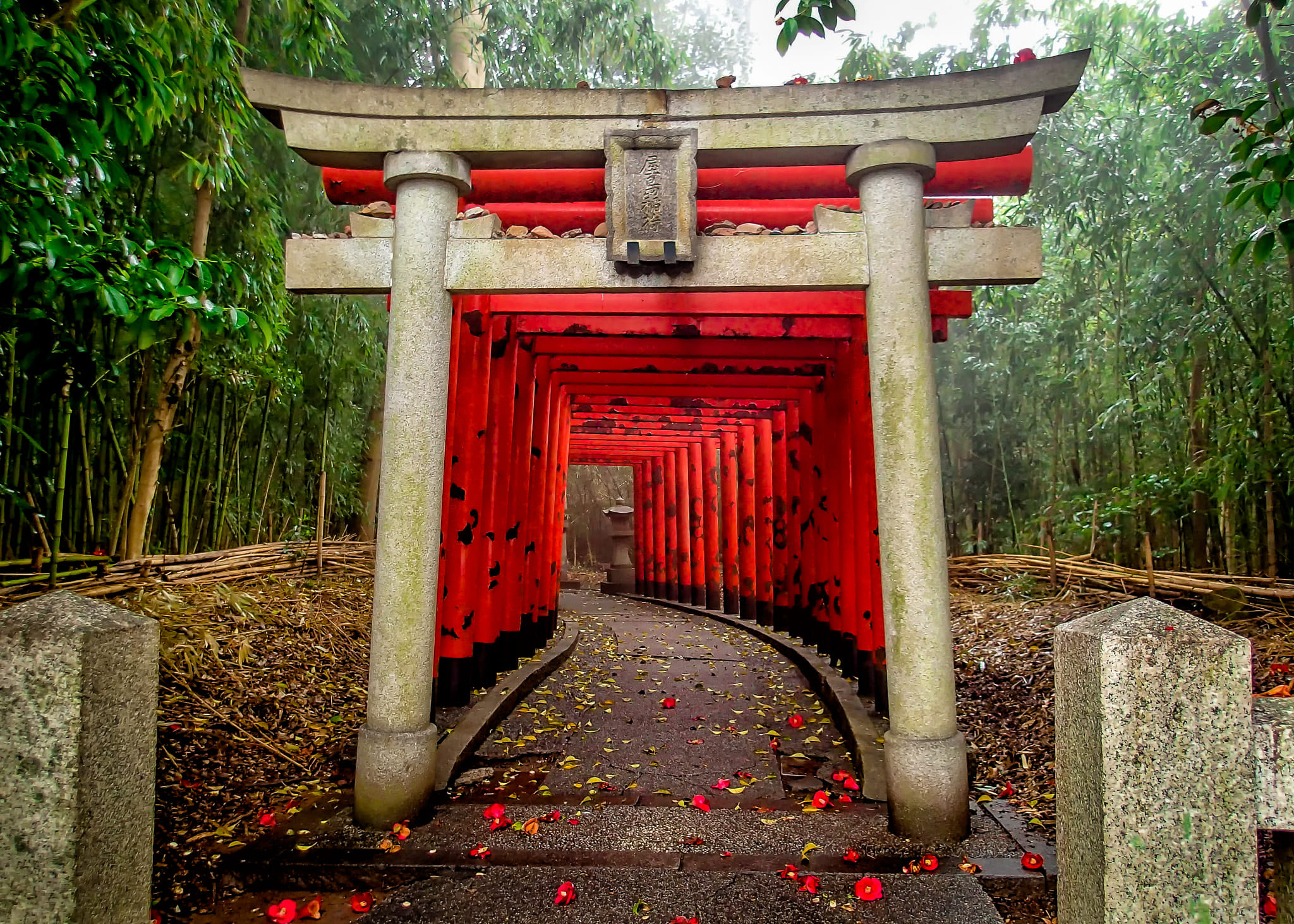 Shrines vs Temples in Japan: Key Differences Explained