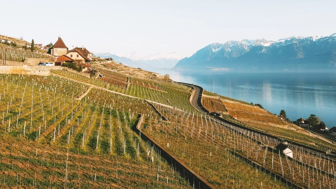 Switzerland wine harvest season