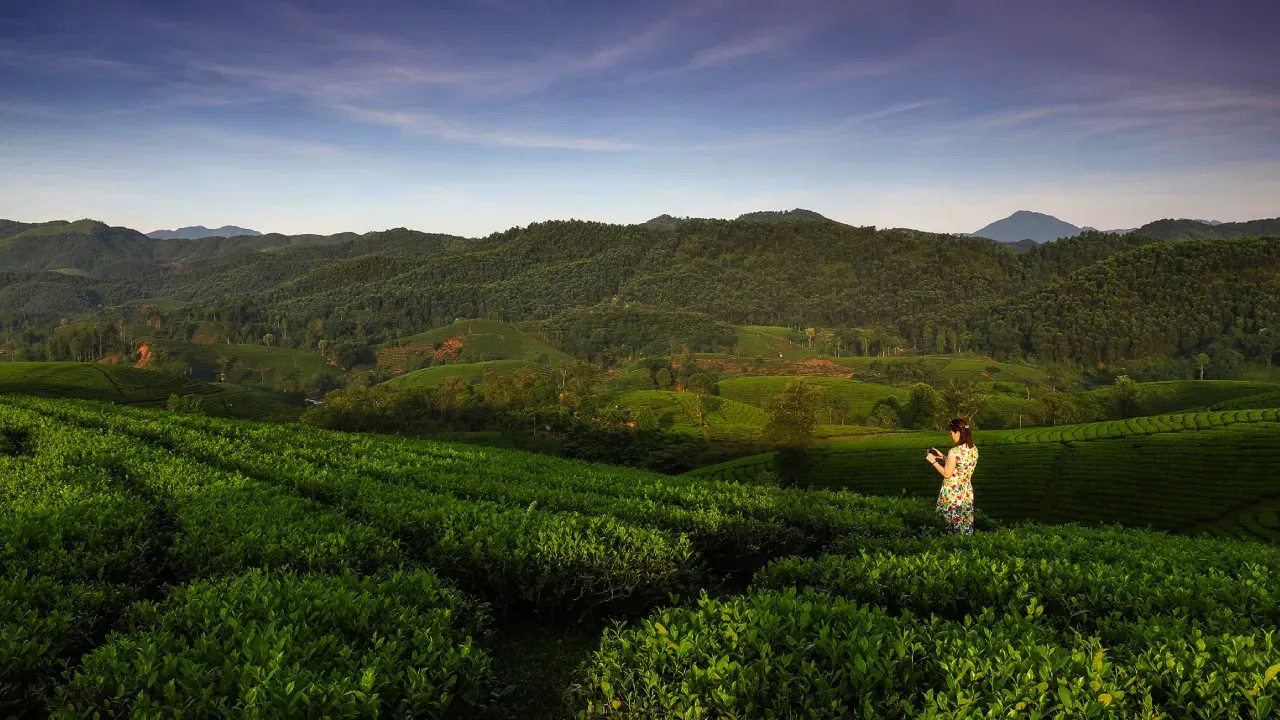 Vietnam Tea Regions, Where You Can  Experience Tea Culture