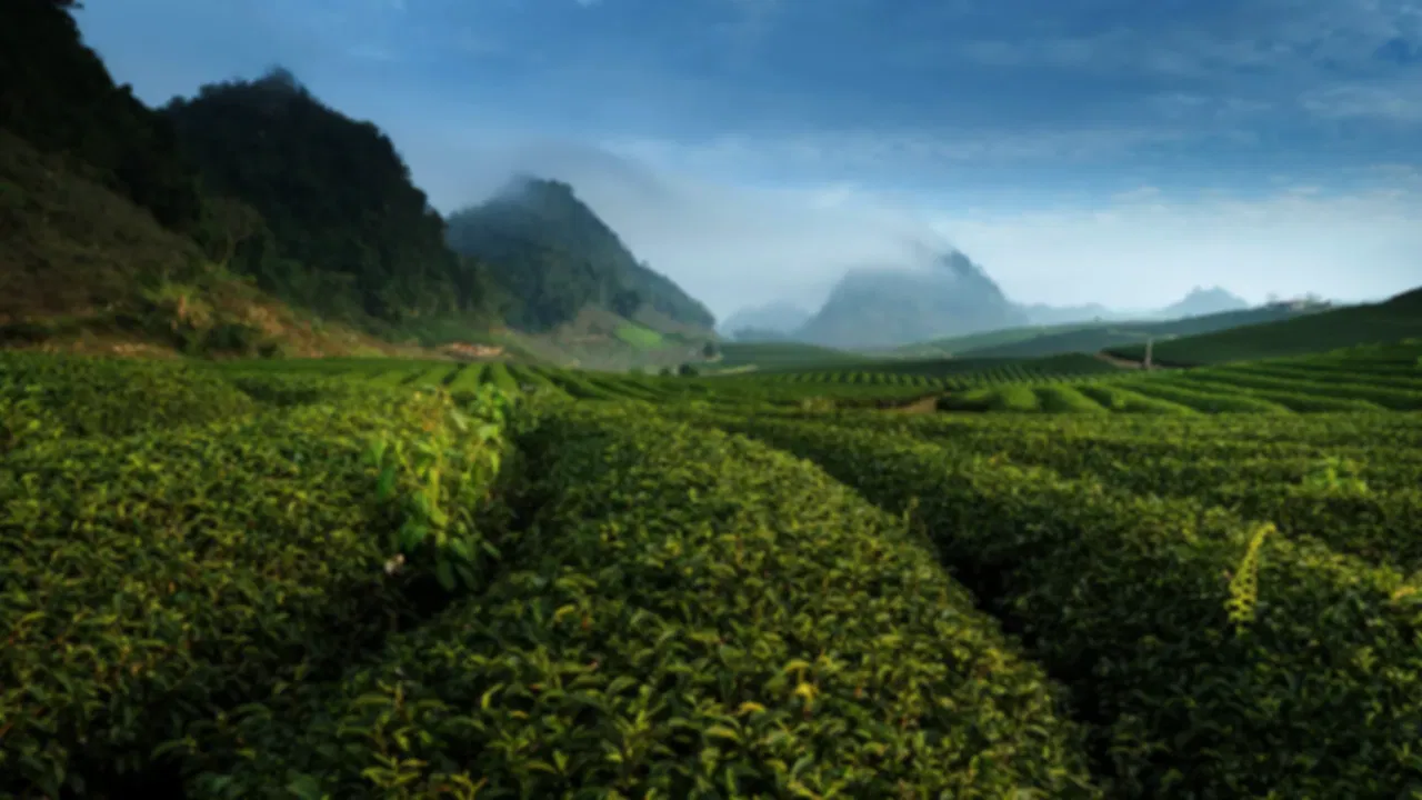 Vietnam Tea Plantation Tours: Complete Guide to Tasting and Harvesting