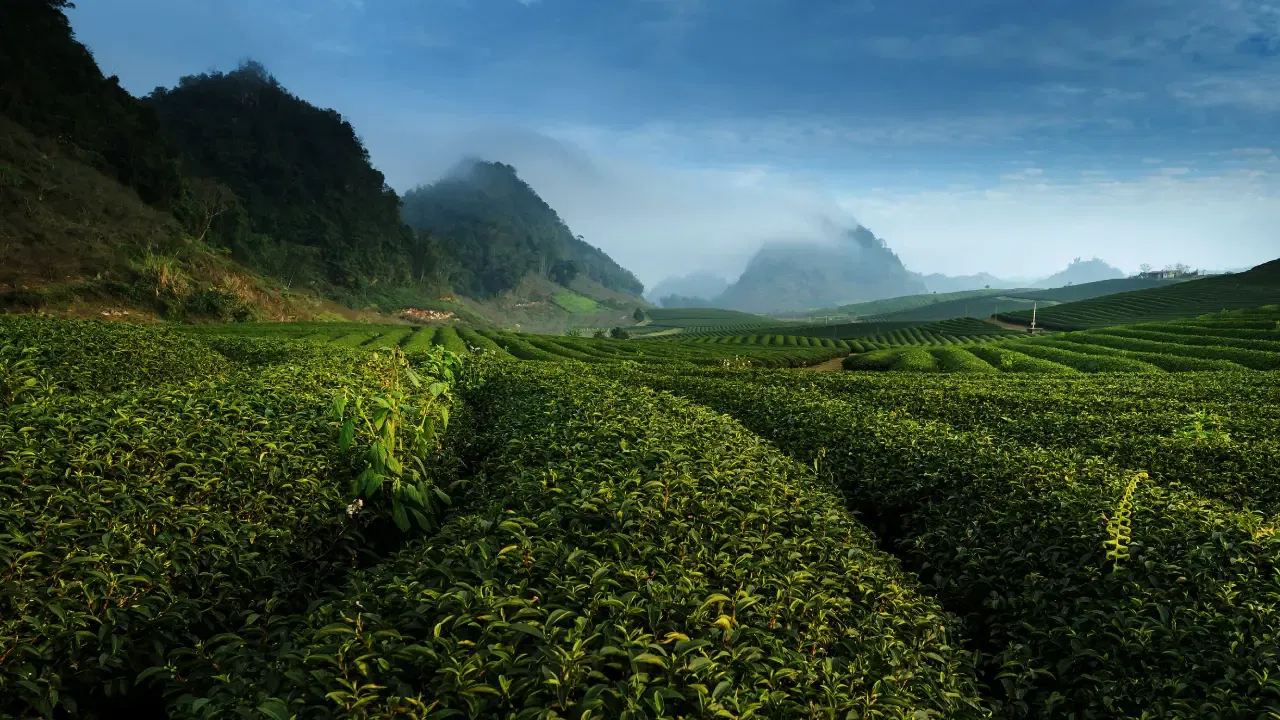 Vietnam Tea Plantation Tours: Complete Guide to Tasting and Harvesting