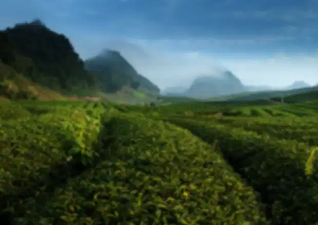 Vietnam Tea Plantation Tours: Complete Guide to Tasting and Harvesting
