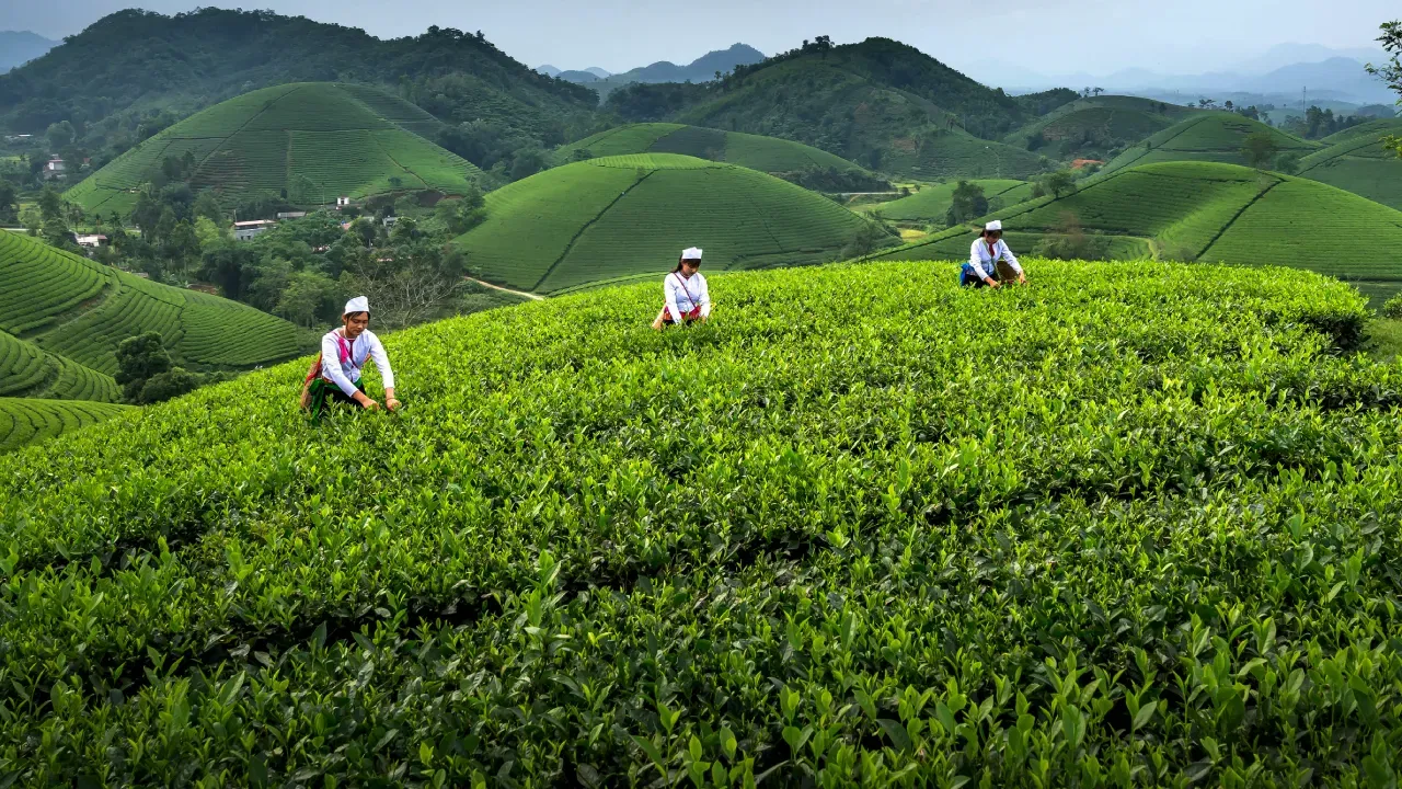 Explore Vietnam Tea Plantations