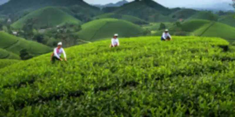 Explore Vietnam Tea Plantations
