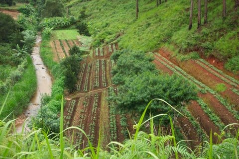 Vietnam Coffee Tours: From Plantation to Cup – A Practical Guide