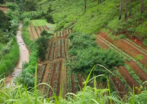 Vietnam Coffee Tours: From Plantation to Cup – A Practical Guide