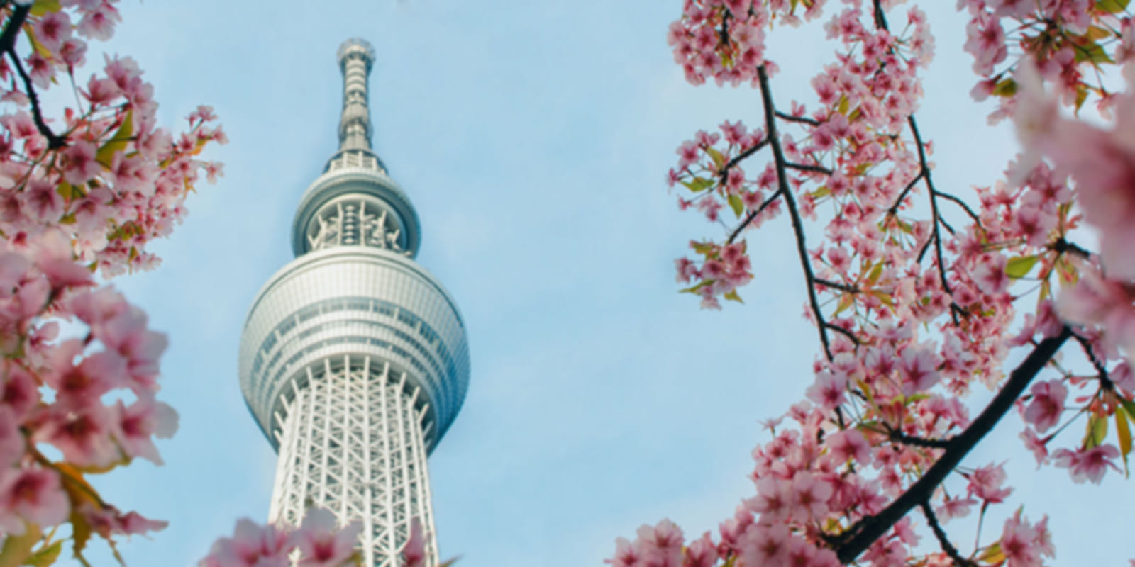11-Day Family Trip to Japan: Complete Itinerary & Planning Guide
