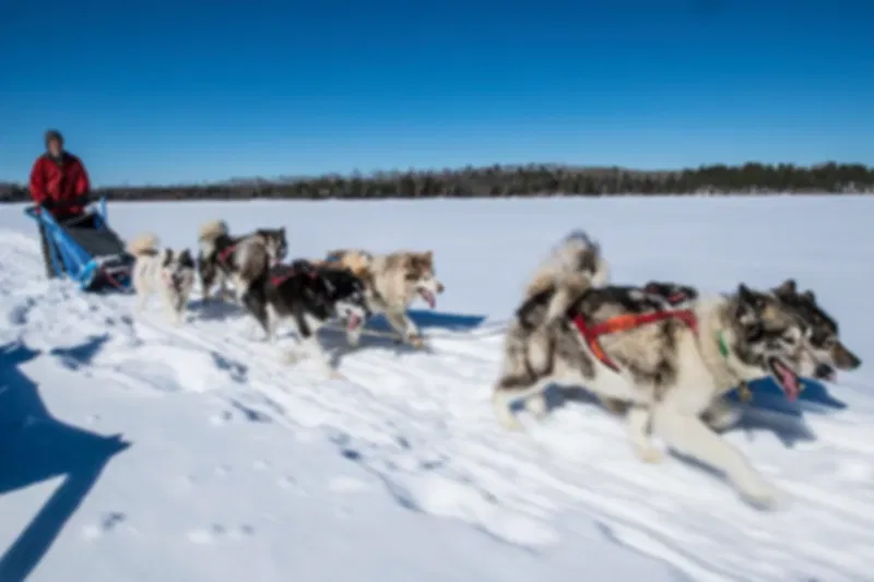 Best Finland Safari Experiences : Ultimate Guide to Husky & Reindeer Safaris in Lapland