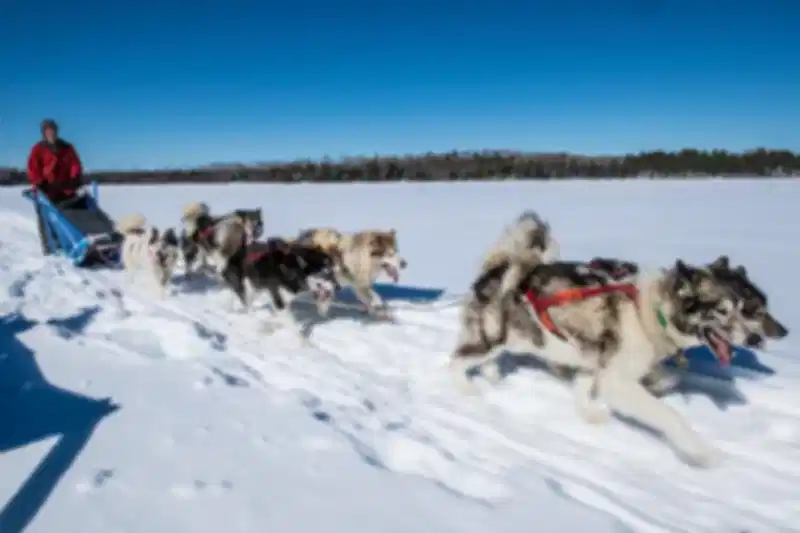 Best Finland Safari Experiences : Ultimate Guide to Husky & Reindeer Safaris in Lapland