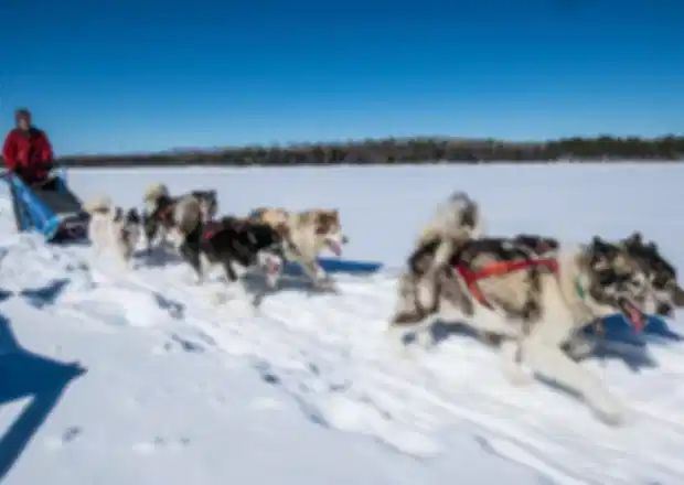 Best Finland Safari Experiences : Ultimate Guide to Husky & Reindeer Safaris in Lapland