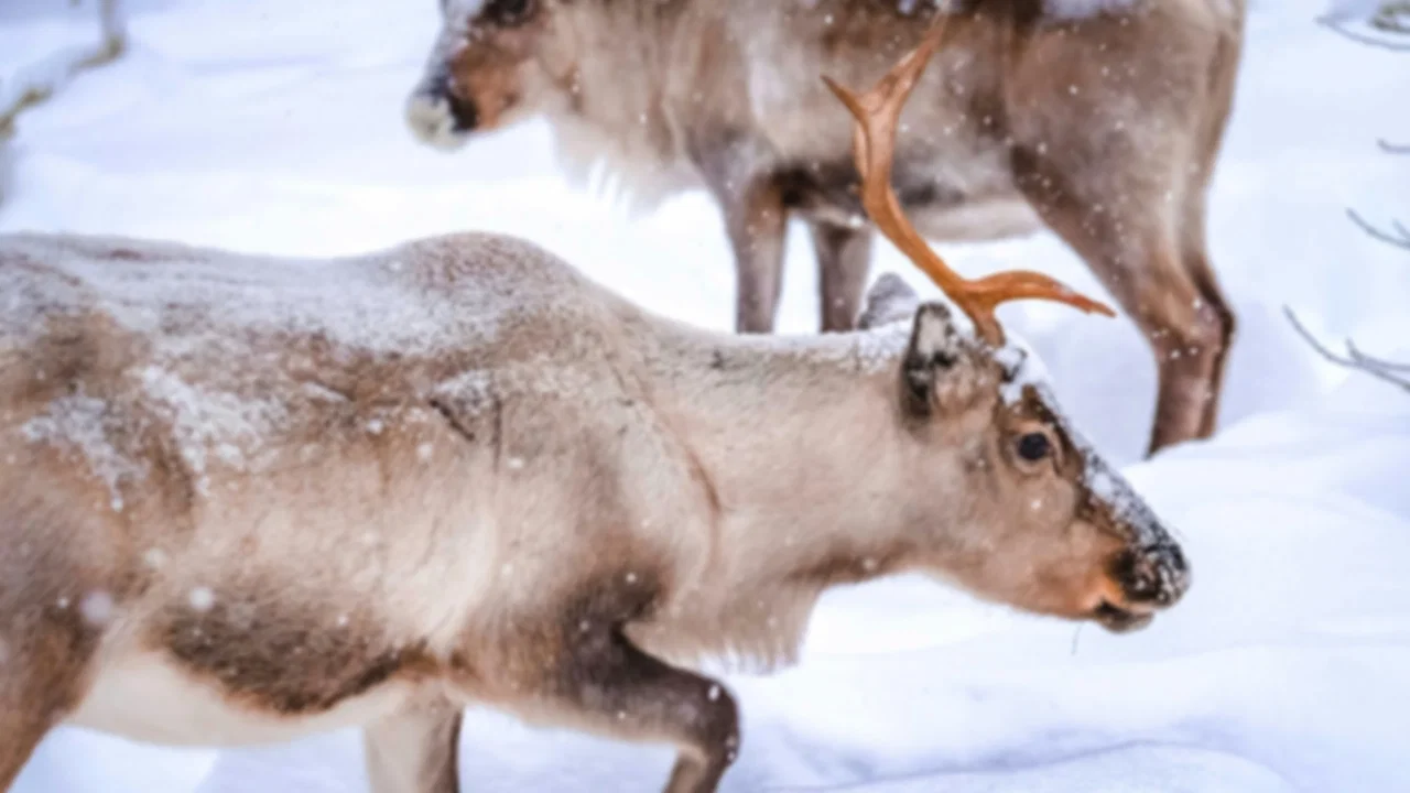 Winters in Norway: Complete Guide to Snow Adventures & Top Destinations