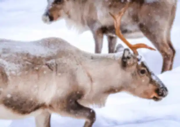 Winters in Norway: Complete Guide to Snow Adventures & Top Destinations