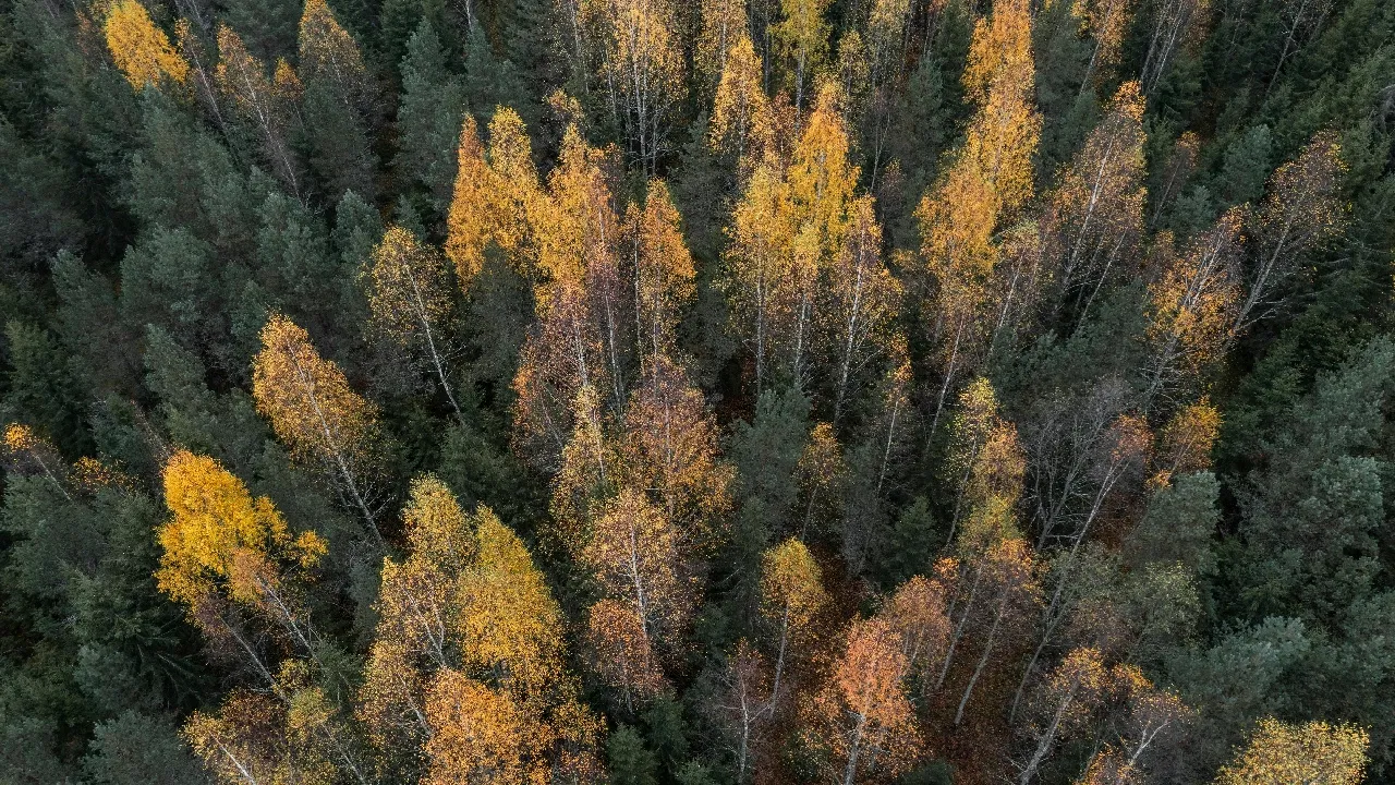 Finland in October: Ultimate Travel Guide for Autumn Colours, Ruska Season & Northern Lights