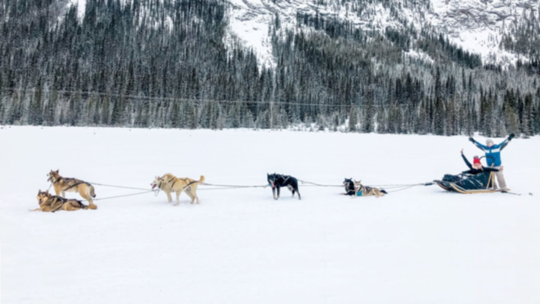 Dog Sledging in Norway : Prices, Best Regions & Complete Guide