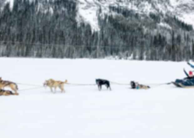 Dog Sledging in Norway : Prices, Best Regions & Complete Guide