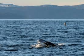 Ultimate Guide to Whale Watching in Norway : Best Tours, Seasons & Locations
