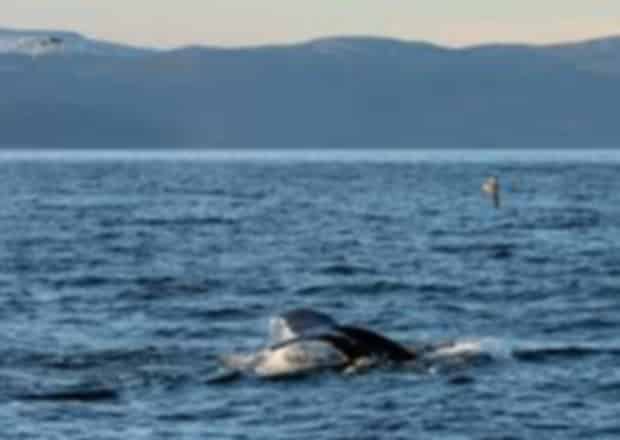 Ultimate Guide to Whale Watching in Norway : Best Tours, Seasons & Locations