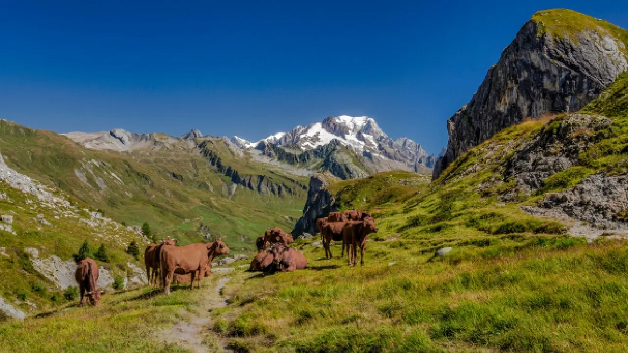 The Complete French Alps Travel Guide: Best Ski Resorts & Year-Round Activities
