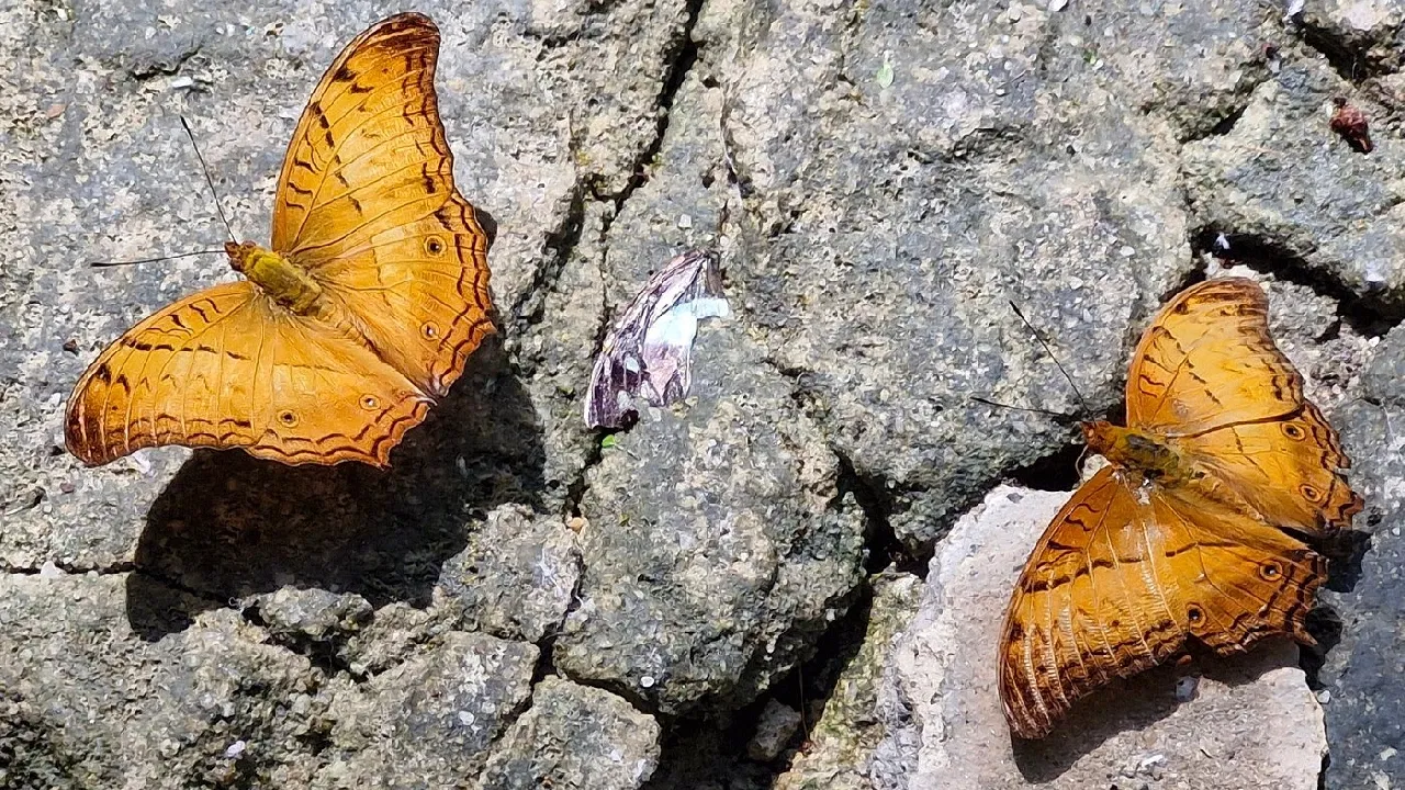 Butterfly Park in Kuala Lumpur: Complete Visitor Guide, Timings, Tickets & Tips