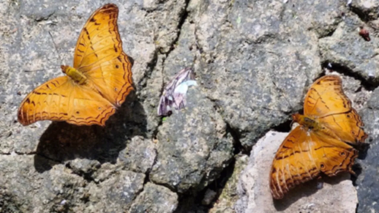 Kuala Lumpur, Butterfly Park: Complete Visitor Guide, Timings, Tickets & Tips