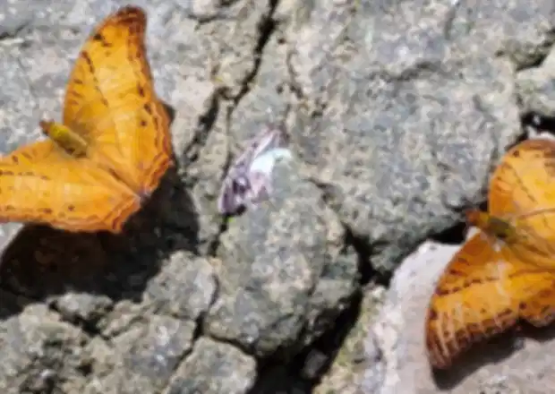 Butterfly Park in Kuala Lumpur: Complete Visitor Guide, Timings, Tickets & Tips