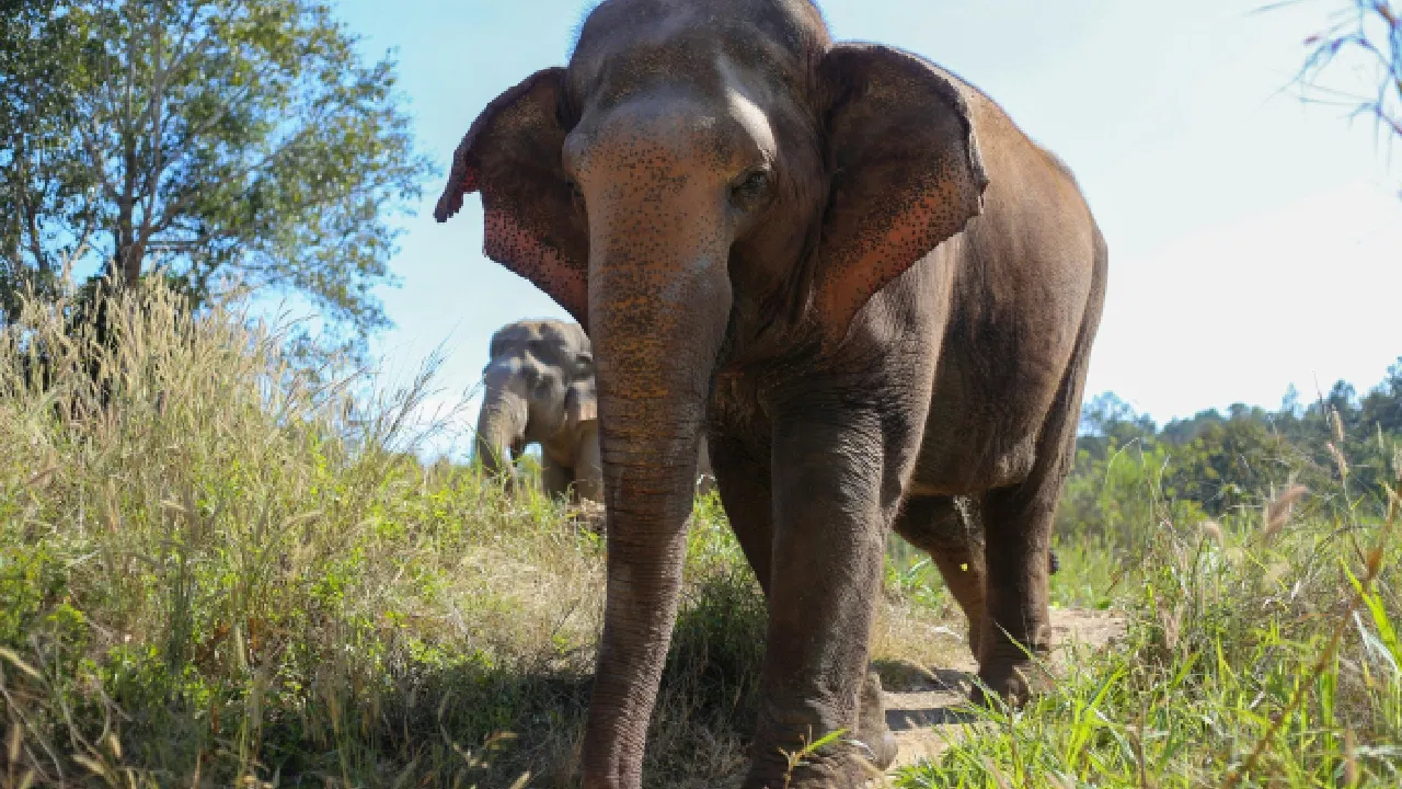 Asian Elephant in Chiang Mai Nature Sanctuary