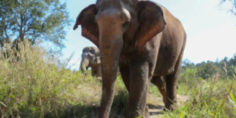 Asian Elephant in Chiang Mai Nature Sanctuary