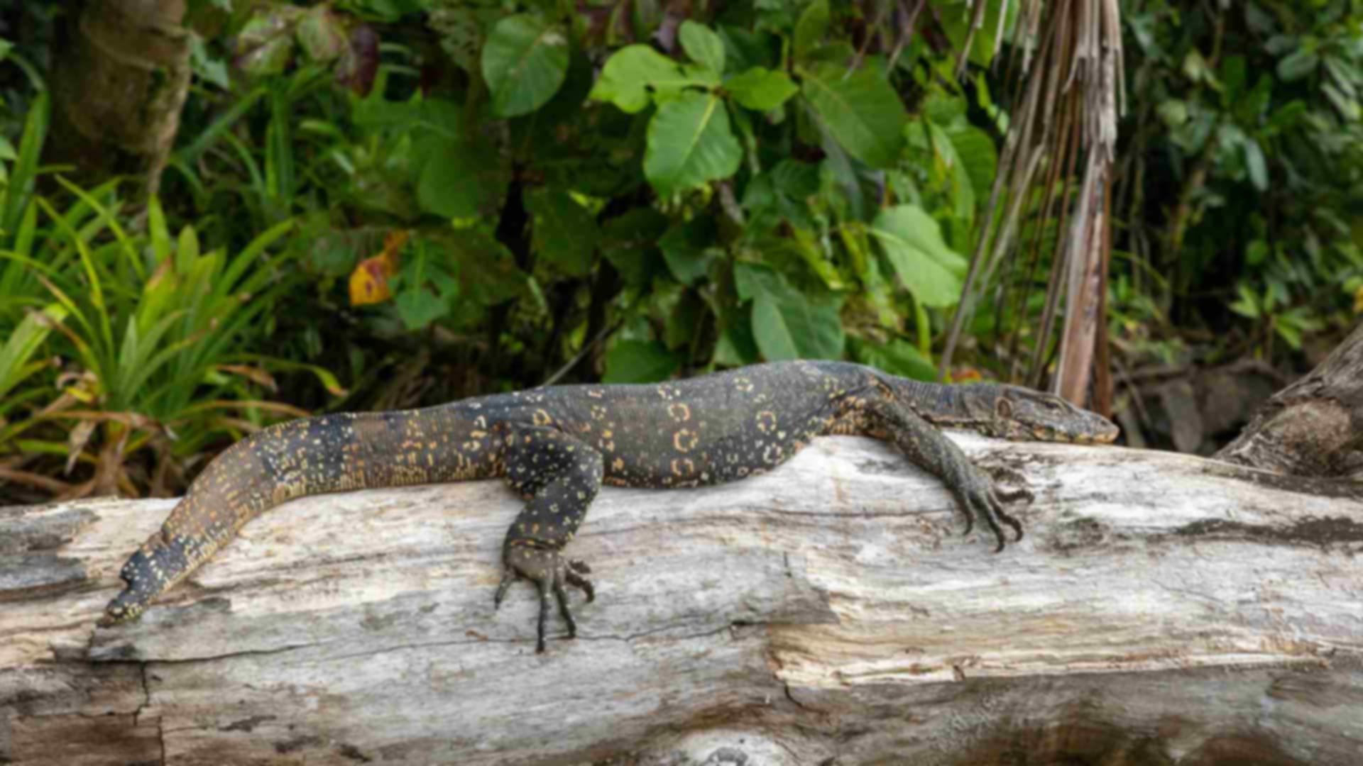 Bentota River Safari 2026: Complete Guide, Cost, Best Time & Booking Tips