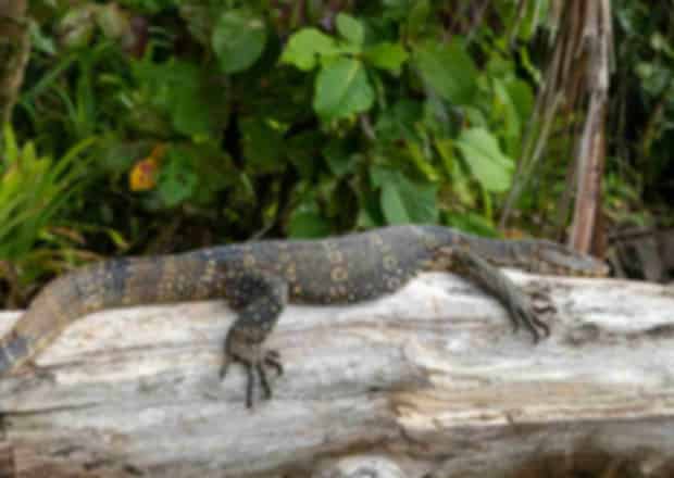 Bentota River Safari 2026: Complete Guide, Cost, Best Time & Booking Tips