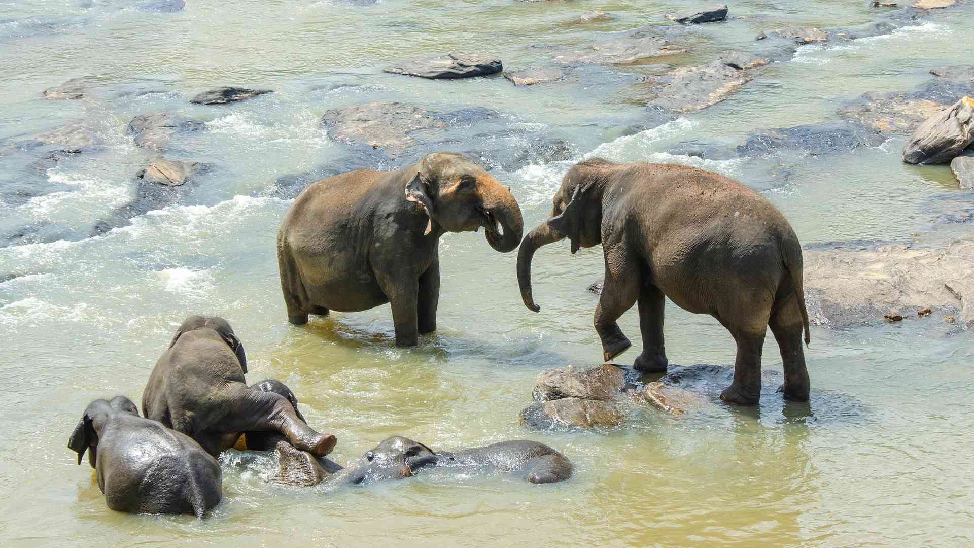 Summer in Sri Lanka: Weather, Best Places to Visit, Cost, Travel Tips & Things to Do