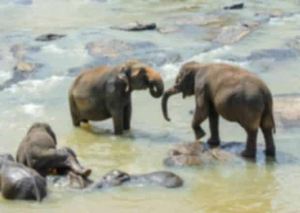 Summer in Sri Lanka: Weather, Best Places to Visit, Cost, Travel Tips & Things to Do