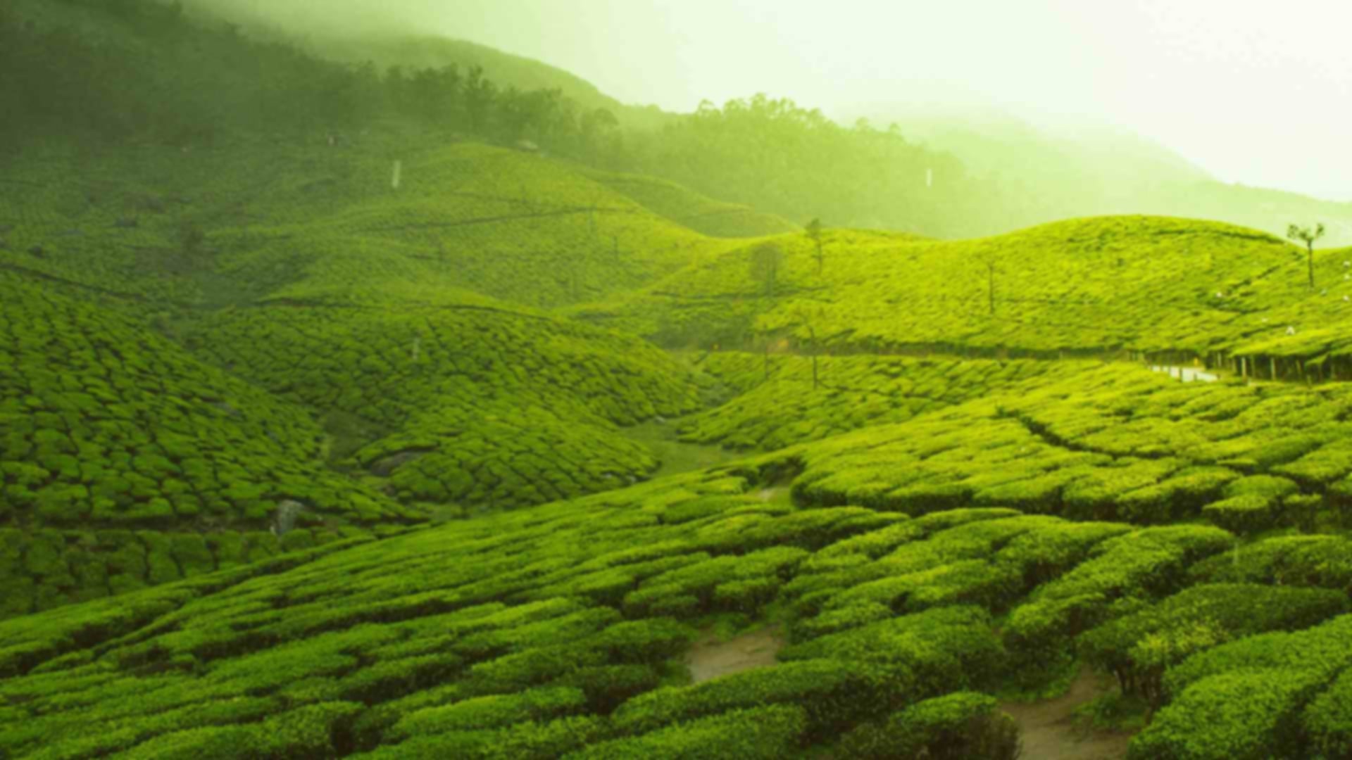 Tea Plantation, Sri Lanka: Best Estates, Tours & Experiences
