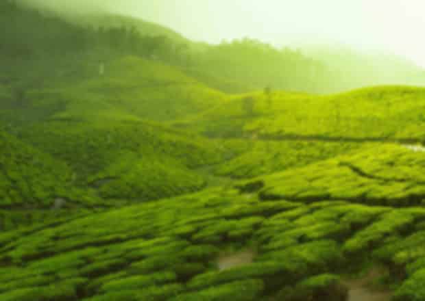 Sri Lanka Tea Plantation Tour: A Complete Guide to the Best Tea Trails & Experiences