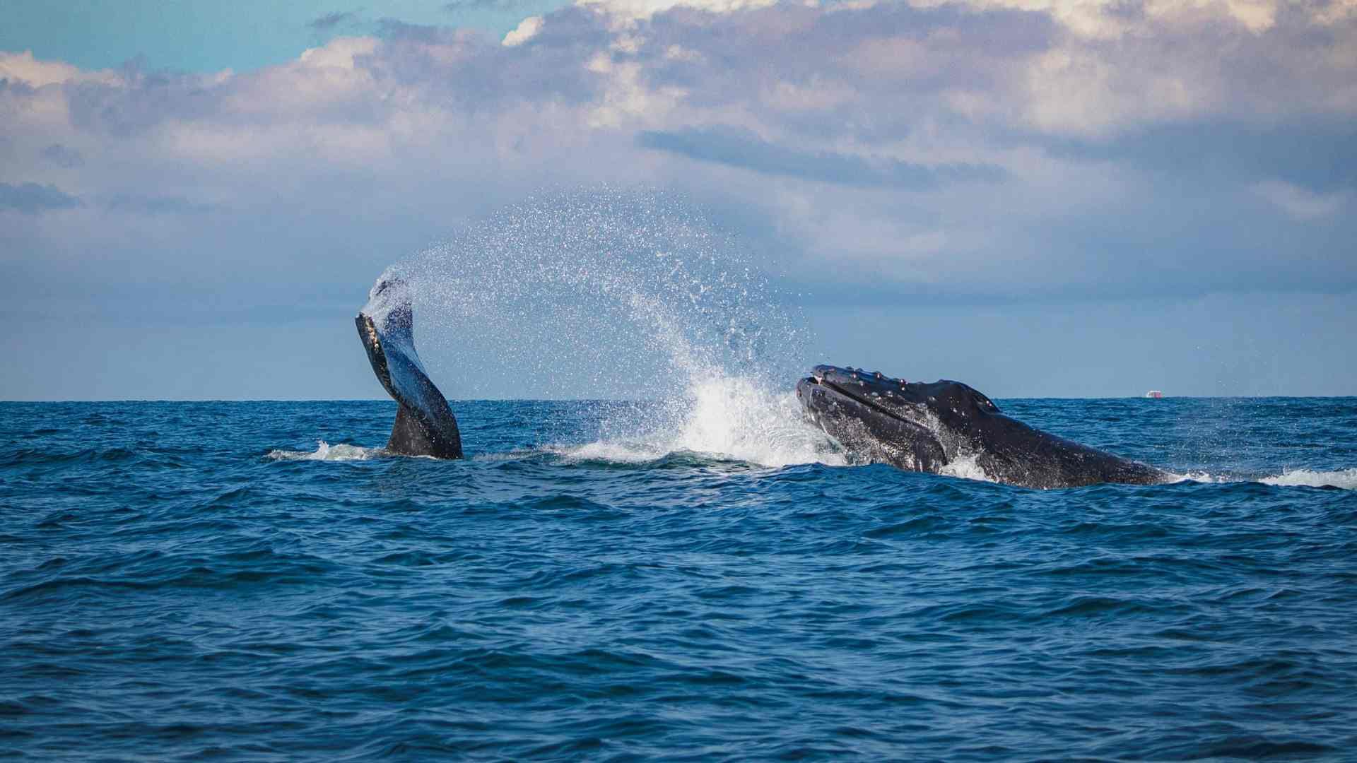 Whale Watching in Sri Lanka: Best Time, Places, Cost & Travel Guide