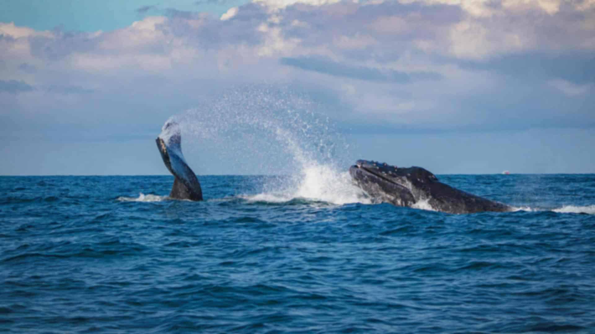 Whale Watching in Sri Lanka: Best Time, Places, Cost & Travel Guide