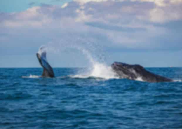 Whale Watching in Sri Lanka: Best Time, Places, Cost & Travel Guide
