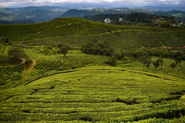 Beautiful view of plantations in Cameron Highlands