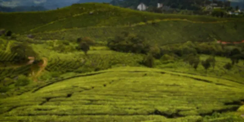 Beautiful view of plantations in Cameron Highlands
