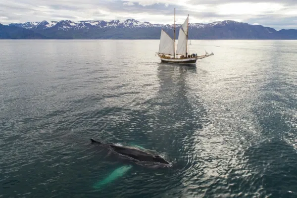 People enjoying whale sightseeing in Iceland in May
