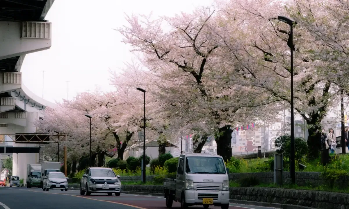 Cherry Blossoms in Japan 2026: Everything You Need to Know!