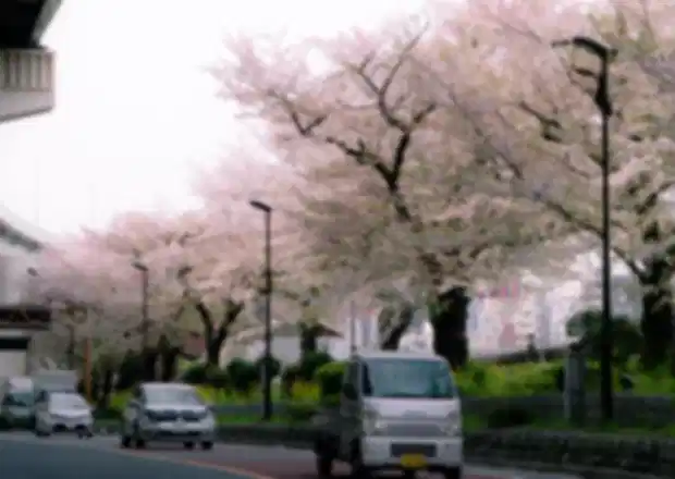 Cherry Blossoms in Japan 2026: Everything You Need to Know!