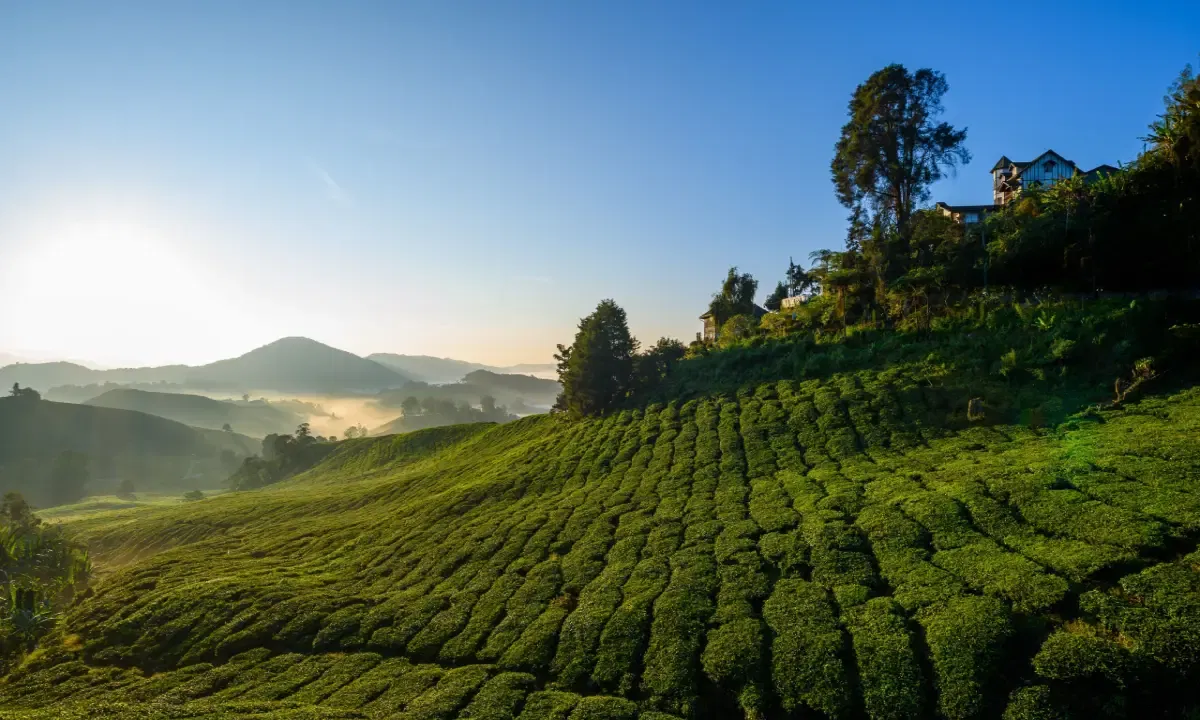 Exploring the Tea Plantations of Malaysia