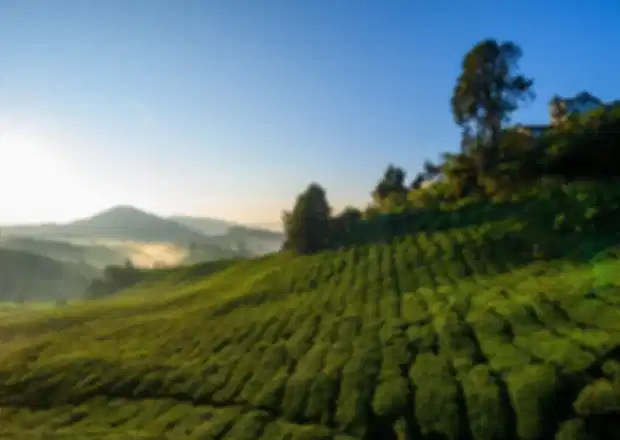 Exploring the Tea Plantations of Malaysia