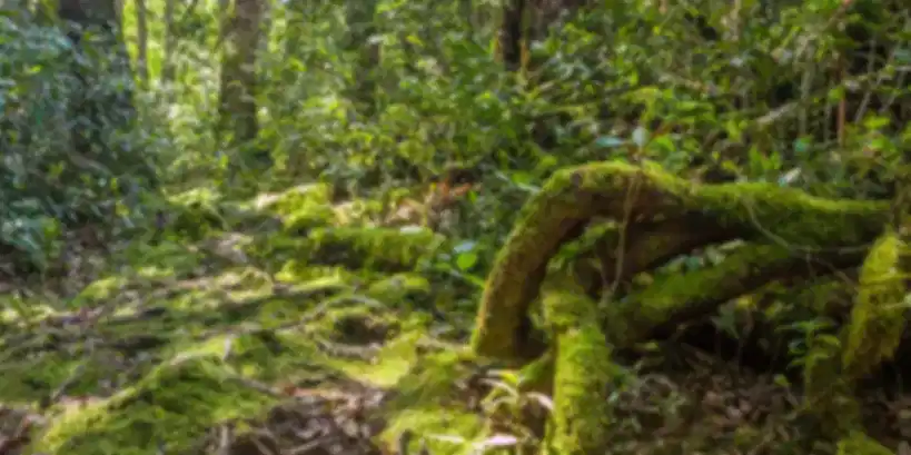 Malaysia Rainforest: Best Places, Wildlife, Tours & Travel Guide