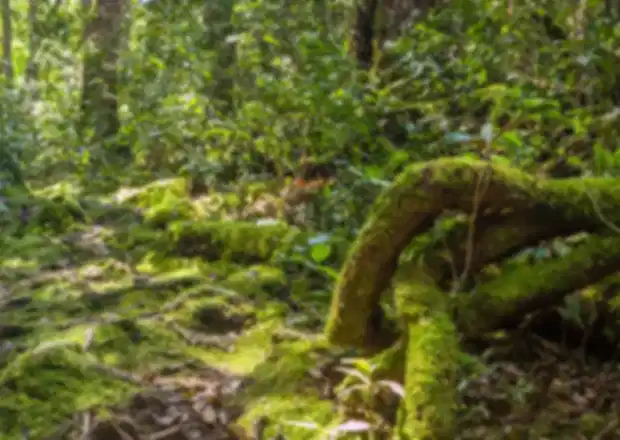 Malaysia Rainforest: Best Places, Wildlife, Tours & Travel Guide