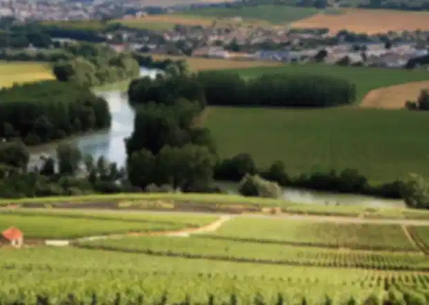 Best Vineyards in France: Top Wine Regions & Places to Visit